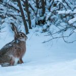 Dieses Bild hat ein leeres Alt-Attribut. Der Dateiname ist winter-627948__480-150x150.jpg