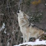 Dieses Bild hat ein leeres Alt-Attribut. Der Dateiname ist wolf-1992716__480-150x150.jpg